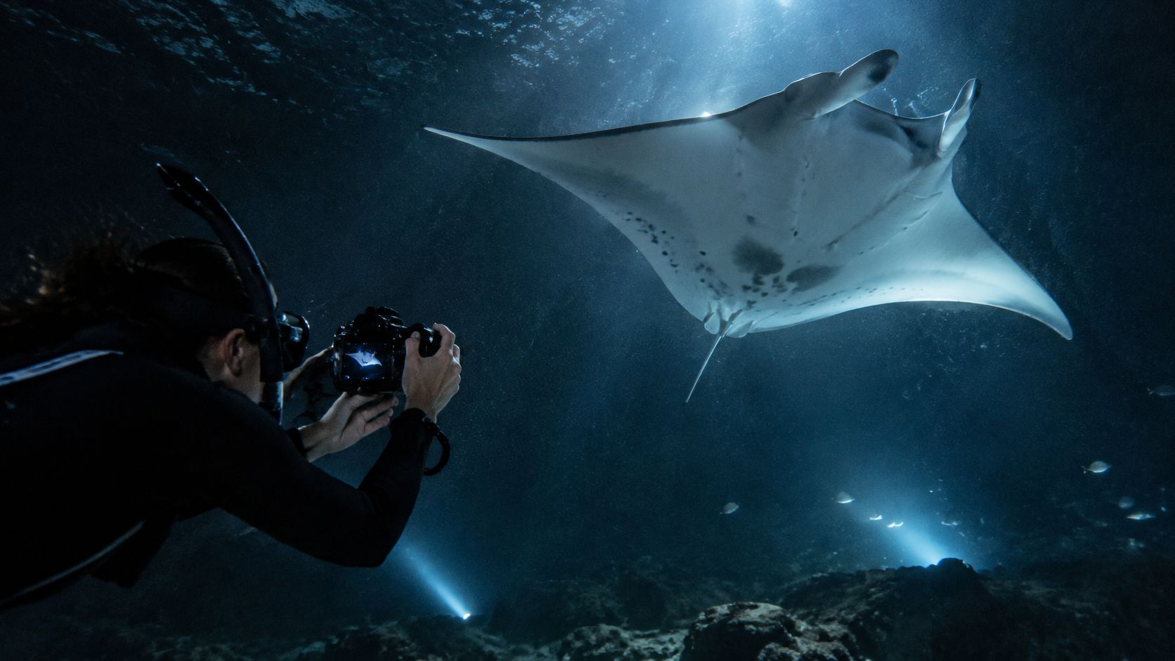 A diver using a professional camera to photograph a large manta ray while night snorkeling underwater.