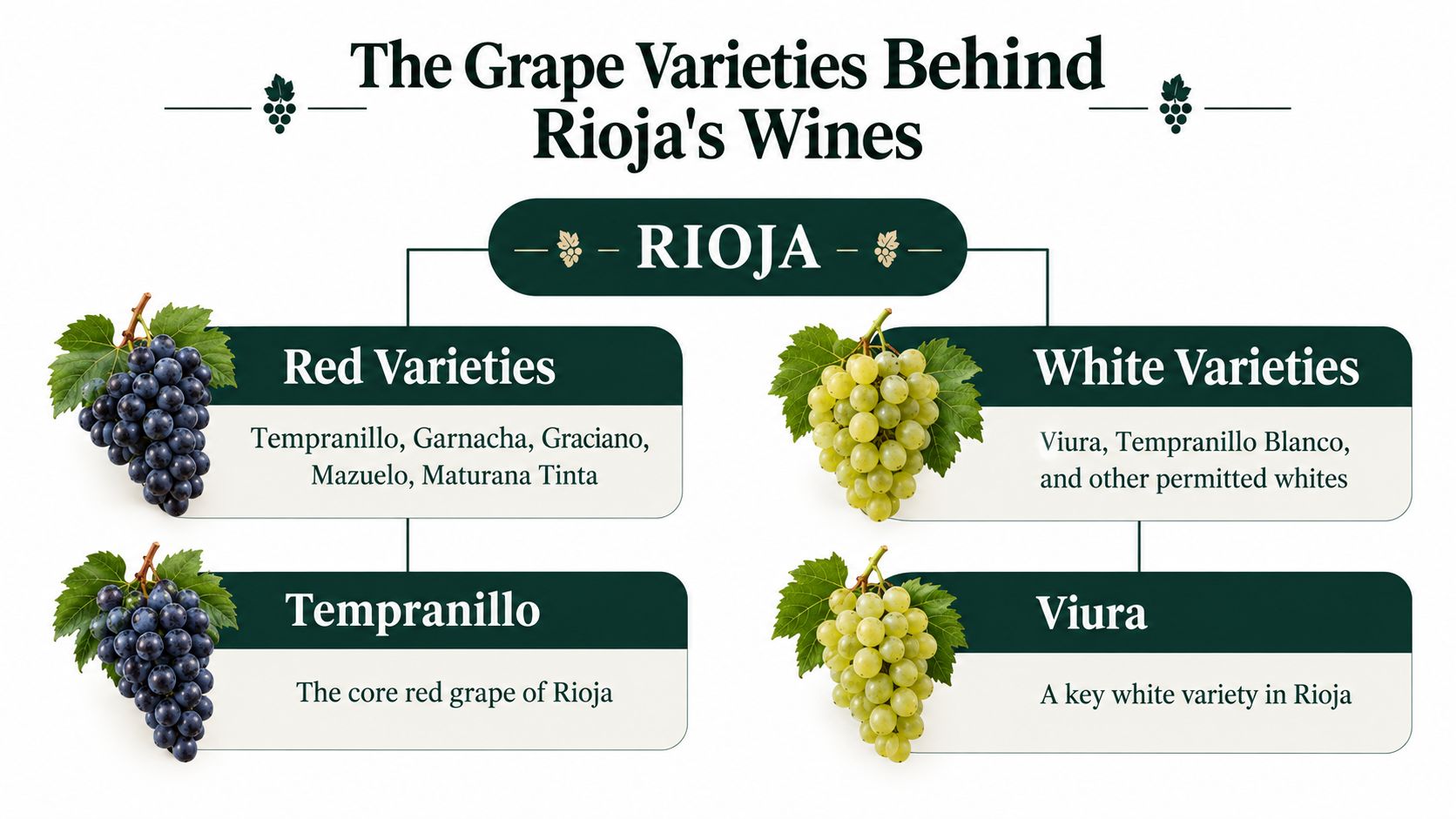 A chart showing the red and white grape varieties used to produce Rioja wine from Spain.