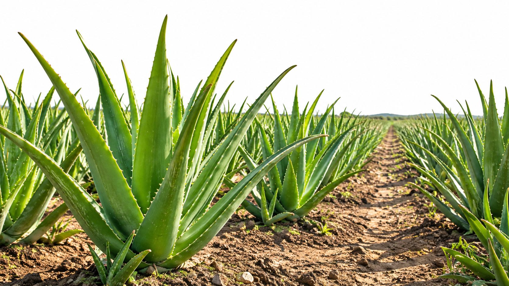 A scenic view of a large aloe vera farm with rows of vibrant green succulent plants.