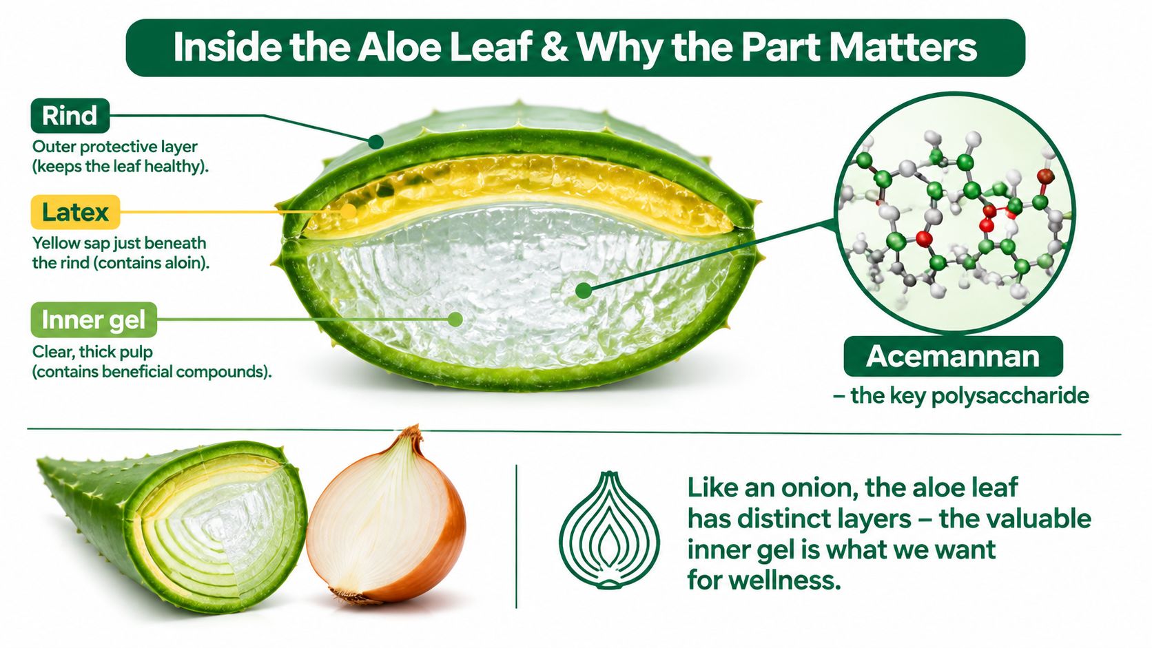 A diagram illustrating the cross-section of an aloe vera leaf, labeling the rind, latex, and inner gel.