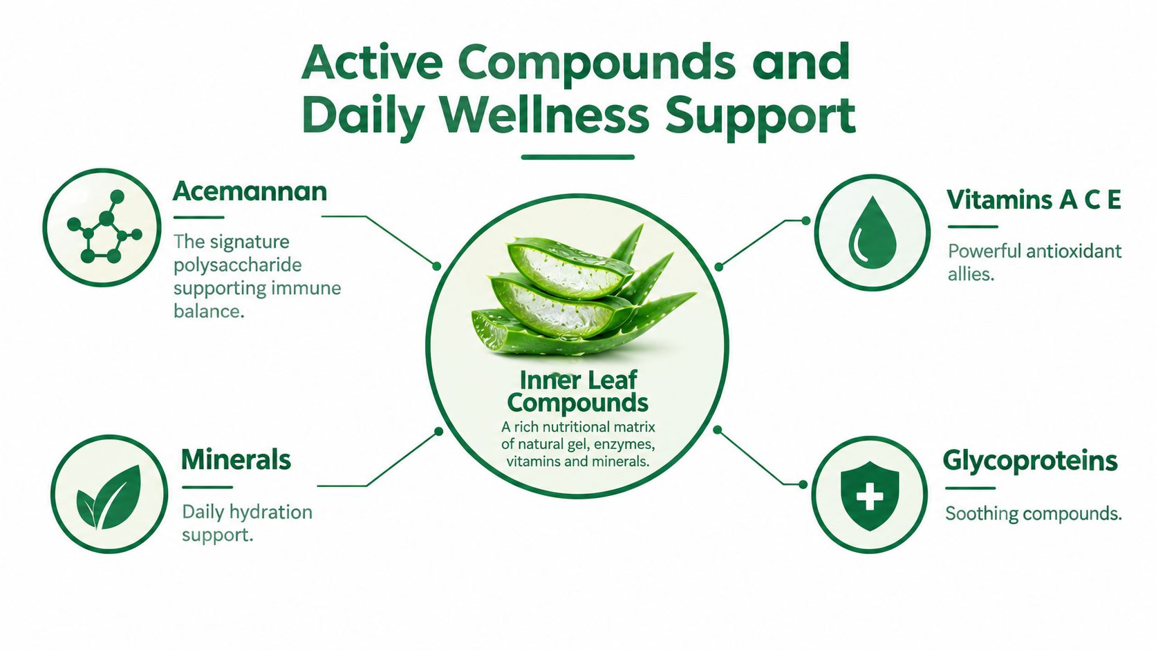 An infographic showing active compounds in aloe vera leaf like acemannan, vitamins, minerals, and glycoproteins.