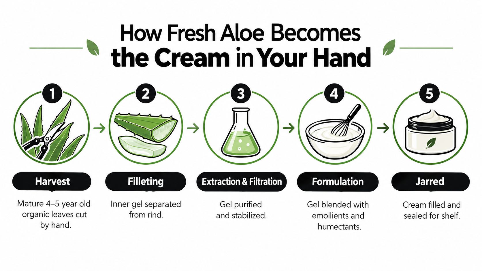 A five-step infographic showing how organic aloe vera leaves are harvested and processed into facial cream.