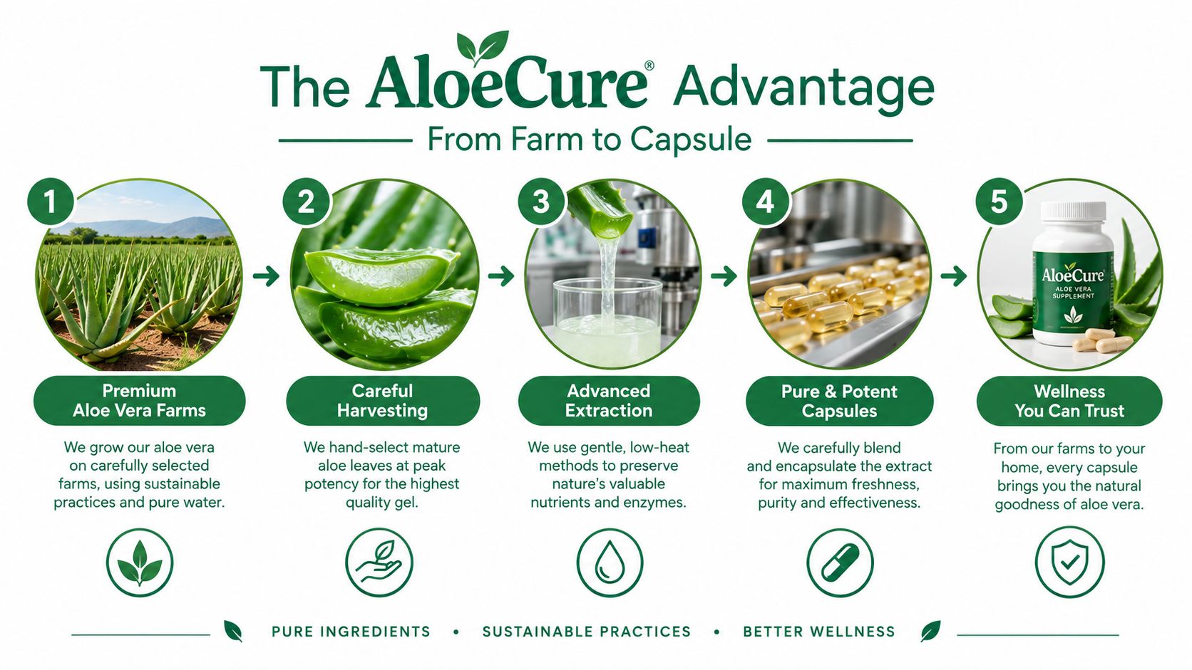 A five-step infographic showing the AloeCure process from sustainable aloe vera farms to final capsule supplement production.