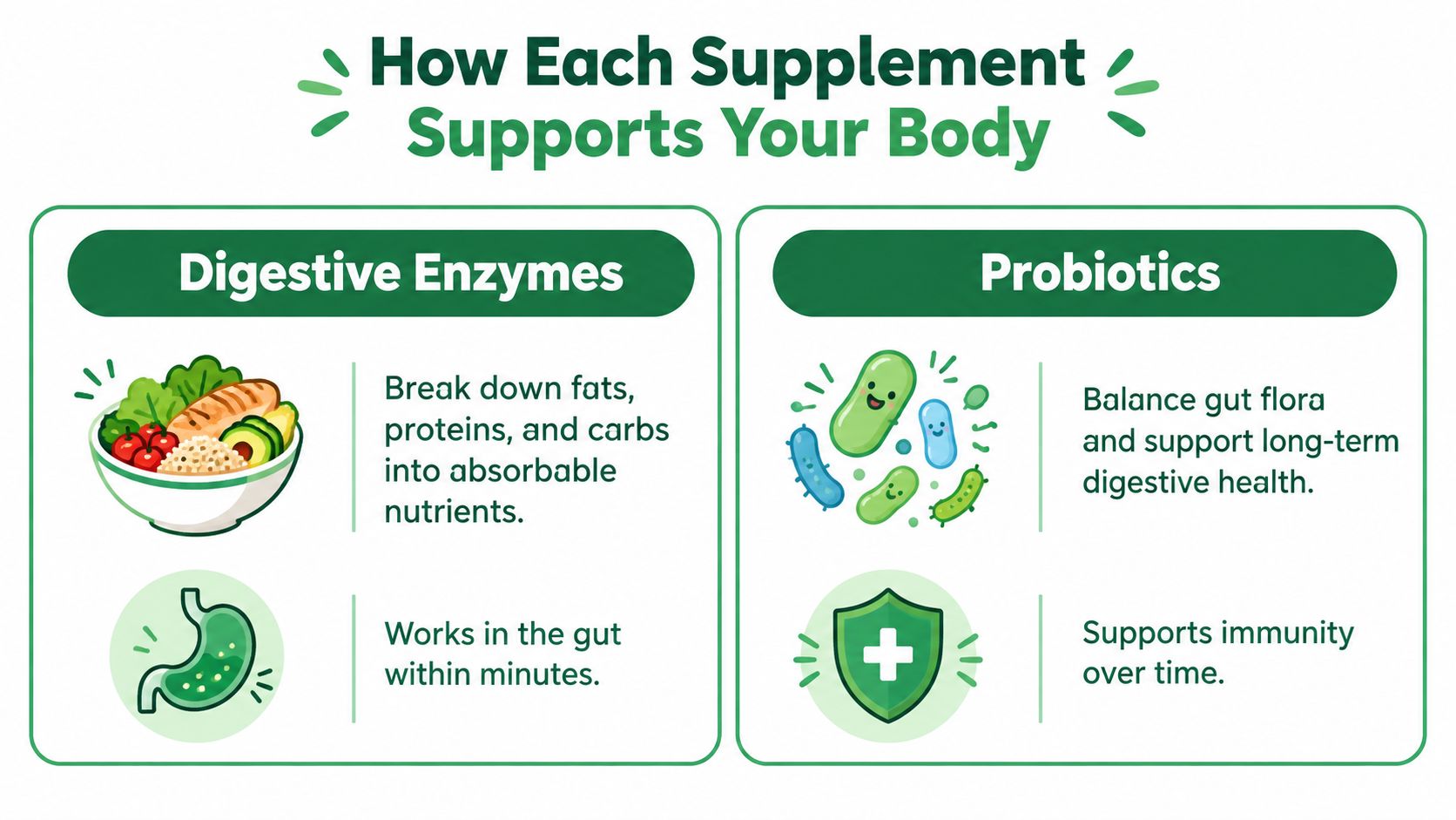 An infographic comparing the health benefits and functions of digestive enzymes versus probiotics for human gut health.