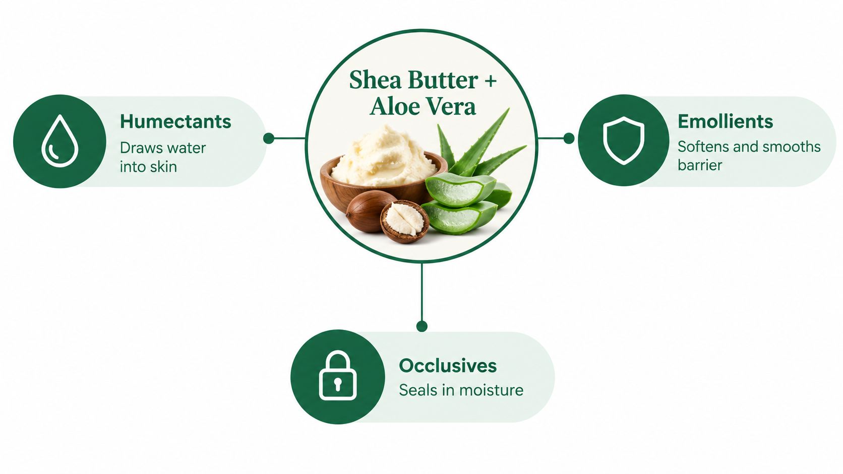 A diagram showing how Shea Butter and Aloe Vera act as humectants, emollients, and occlusives for skin.