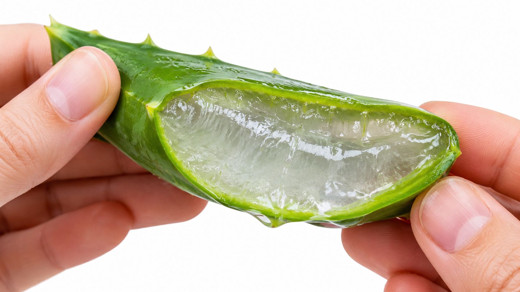 A close-up view of hands holding a fresh, cut piece of aloe vera leaf with clear gel.