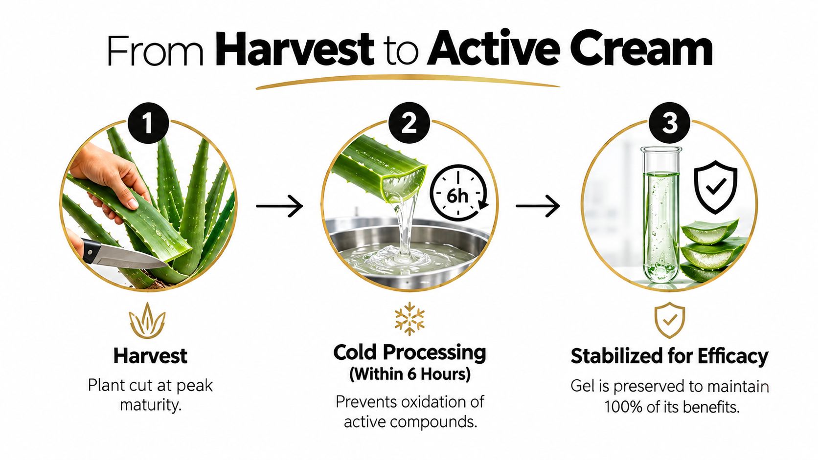 A three-step infographic showing the process of harvesting, processing, and stabilizing fresh aloe vera gel.