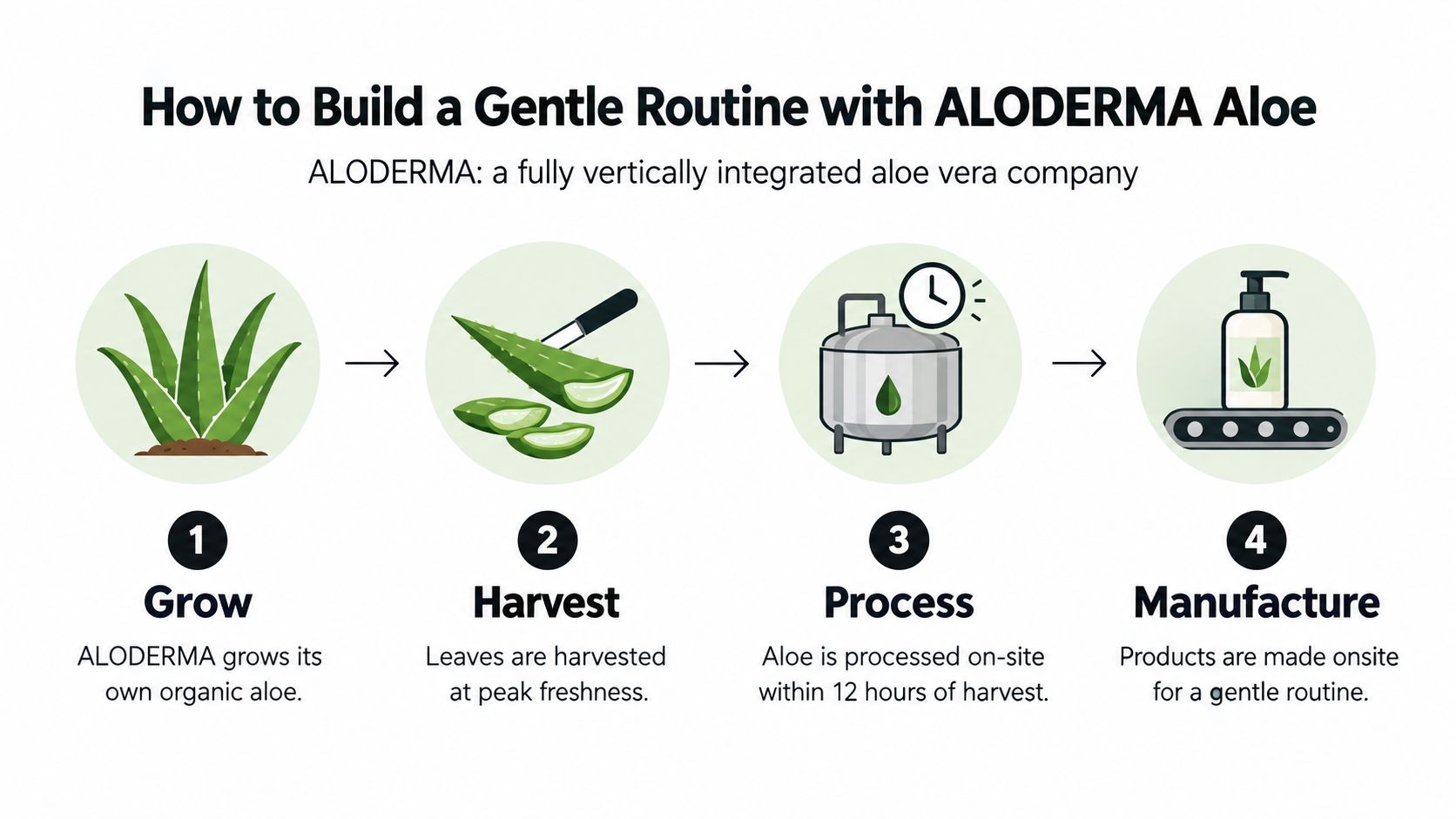 A four-step infographic illustrating the ALODERMA aloe vera production process from growing to final manufacturing.