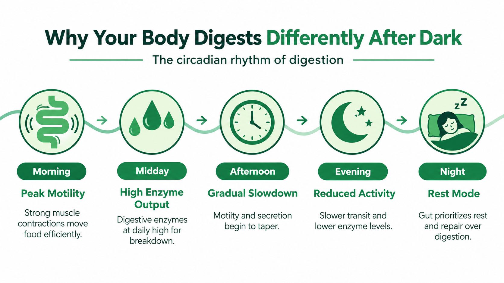 An infographic showing the five stages of the circadian rhythm of digestion throughout the day and night.