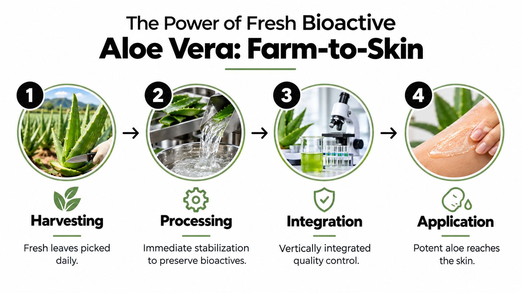 A four-step infographic illustrating the farm-to-skin process of harvesting, processing, testing, and applying fresh aloe vera.