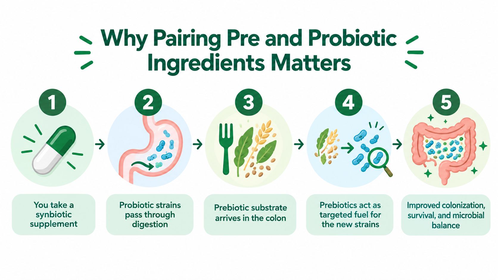 An infographic showing the five-step process of how synbiotic supplements improve digestive health through prebiotic and probiotic synergy.