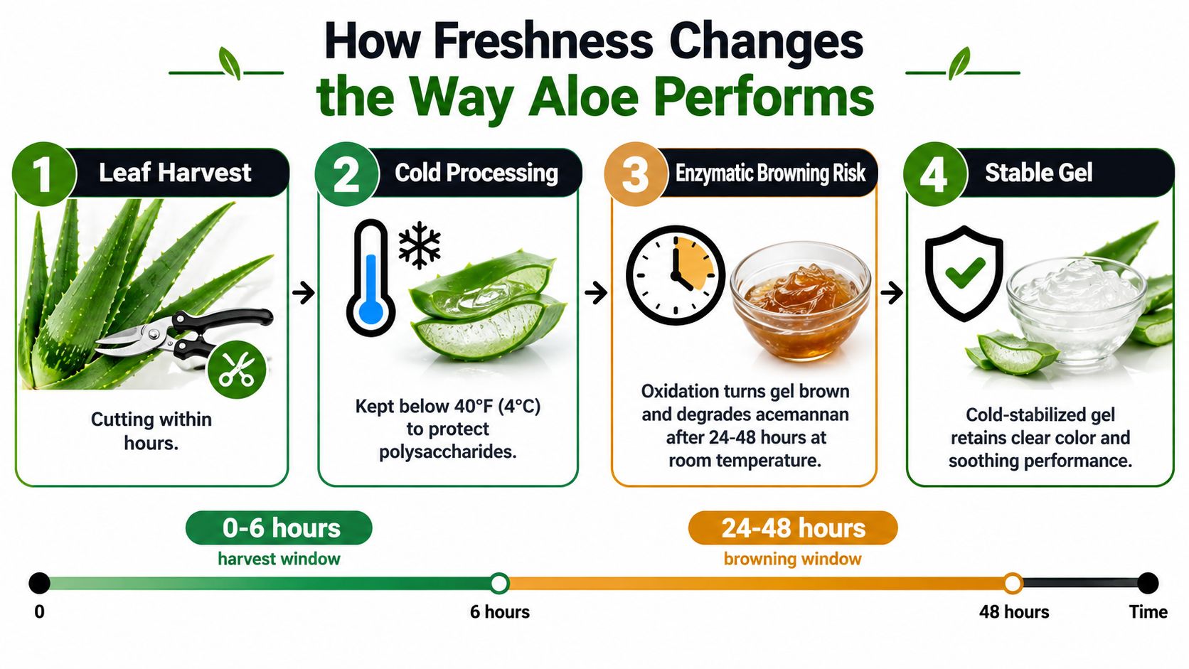 An infographic showing the four-step process from harvesting aloe vera leaves to creating a stable, clear gel.