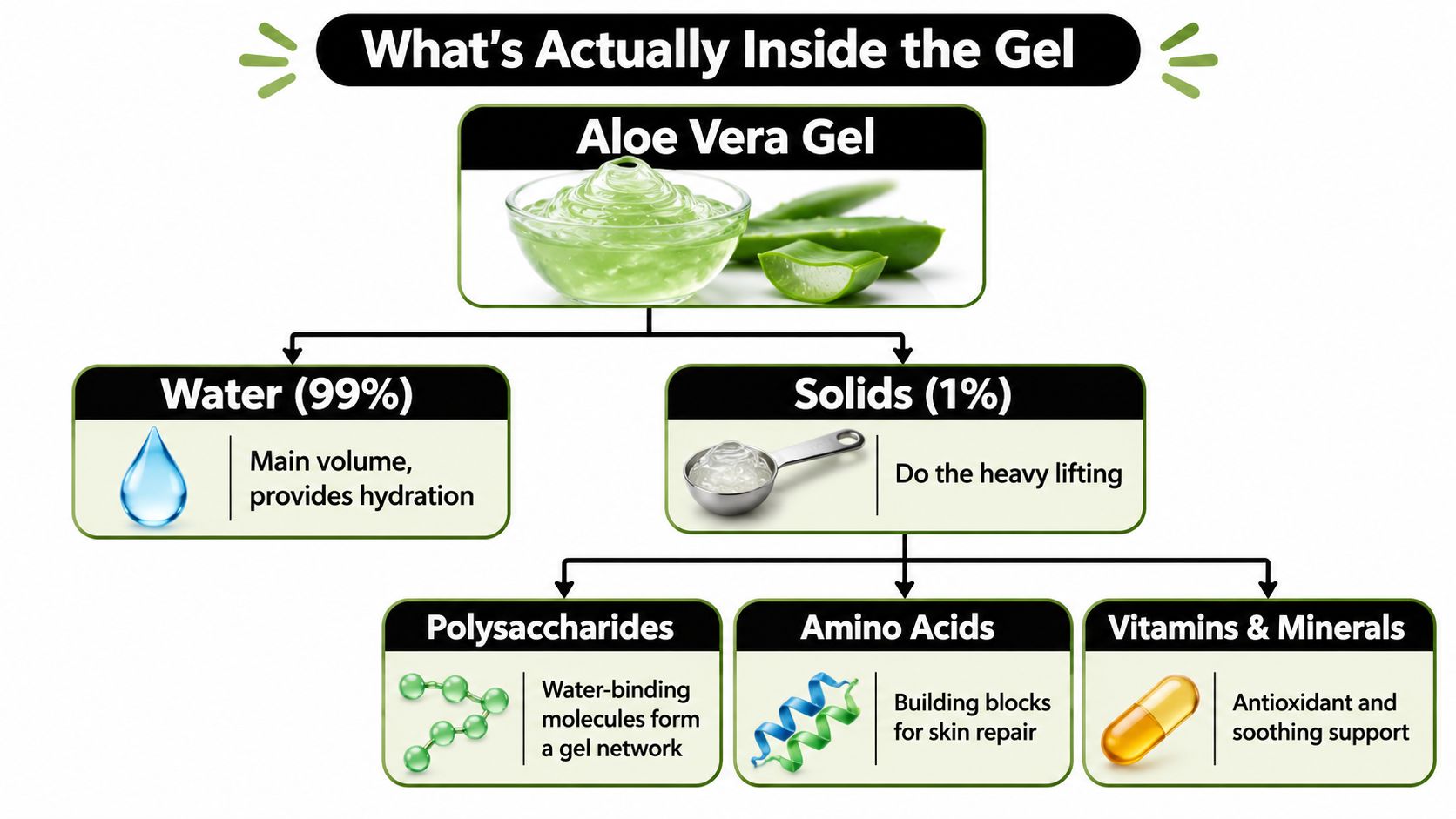 A diagram illustrating the composition of aloe vera gel, showing 99% water and 1% beneficial solids.