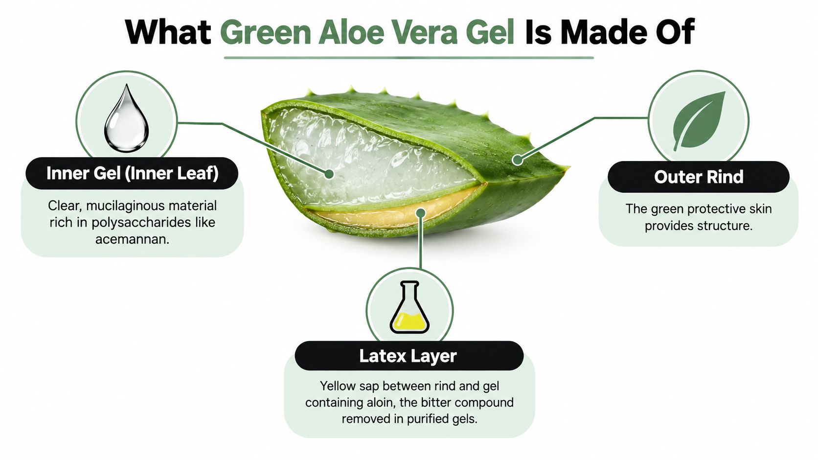 A diagram illustrating the three main components of an aloe vera leaf: the inner gel, outer rind, and latex layer.