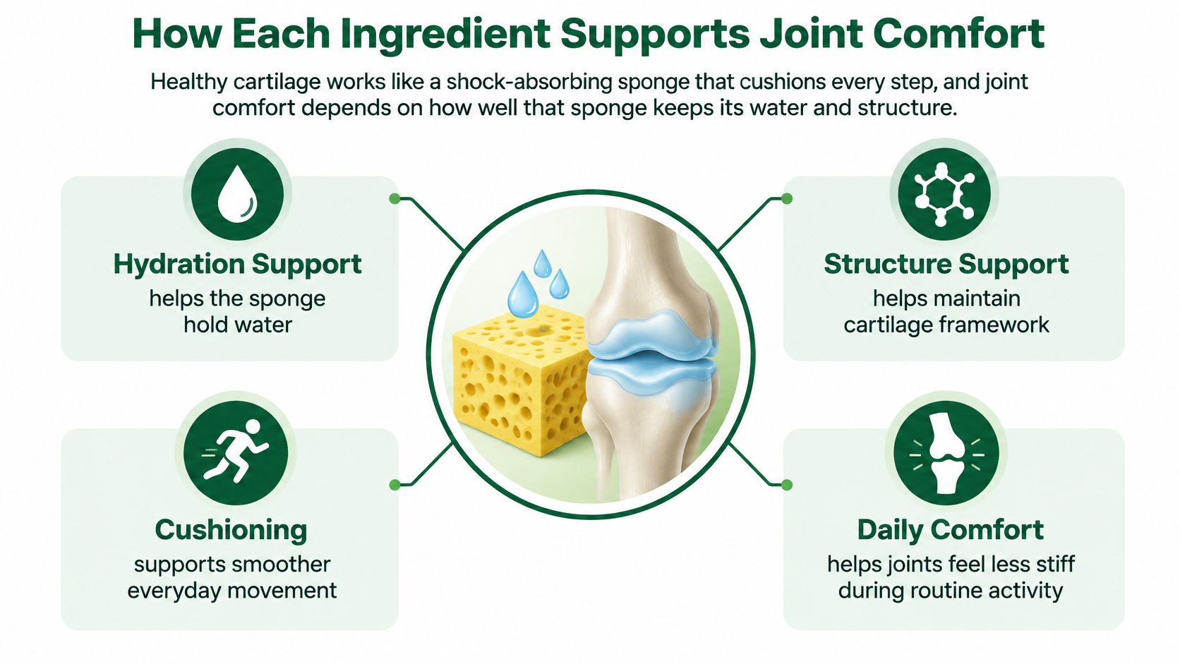 A diagram explaining how ingredients support joint health by comparing cartilage to a shock-absorbing water-filled sponge.