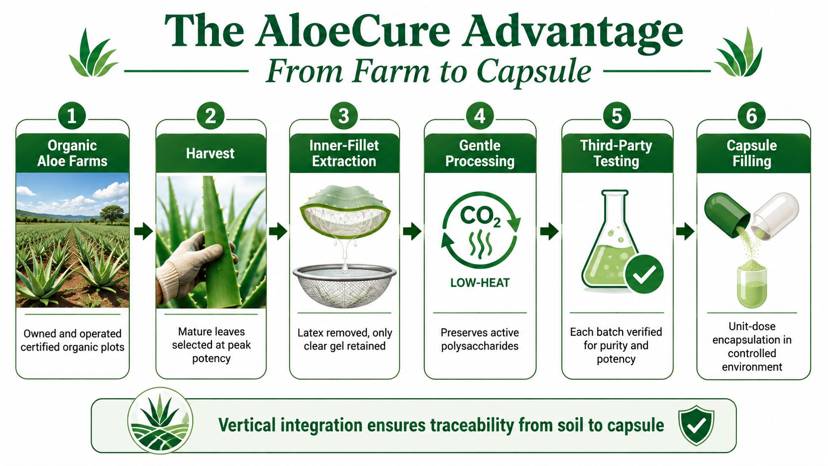 A six-step infographic illustrating the AloeCure manufacturing process from organic aloe vera farms to capsule filling.