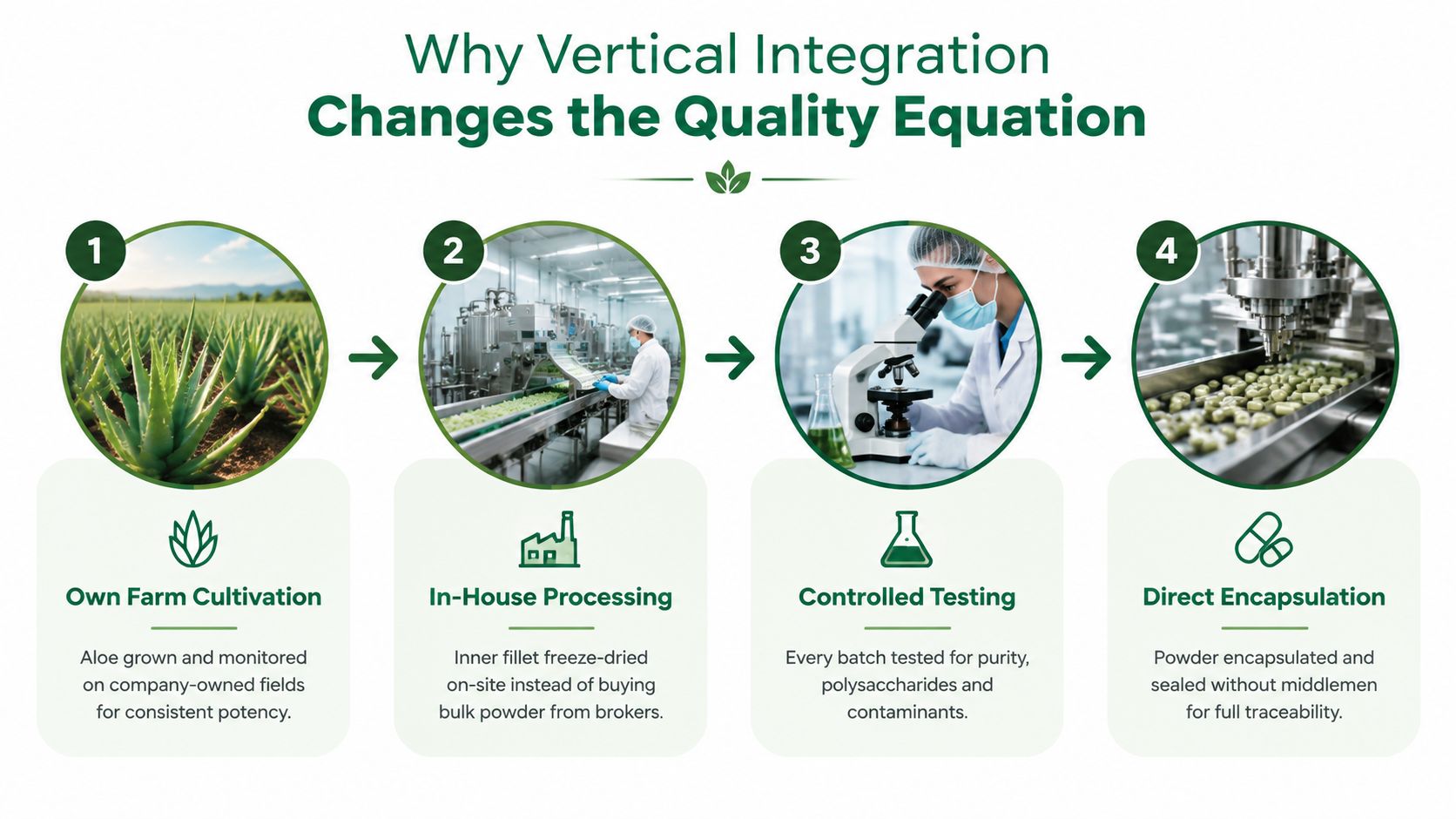 A four-step vertical integration infographic showing aloe vera cultivation, processing, testing, and encapsulation for supplement production.