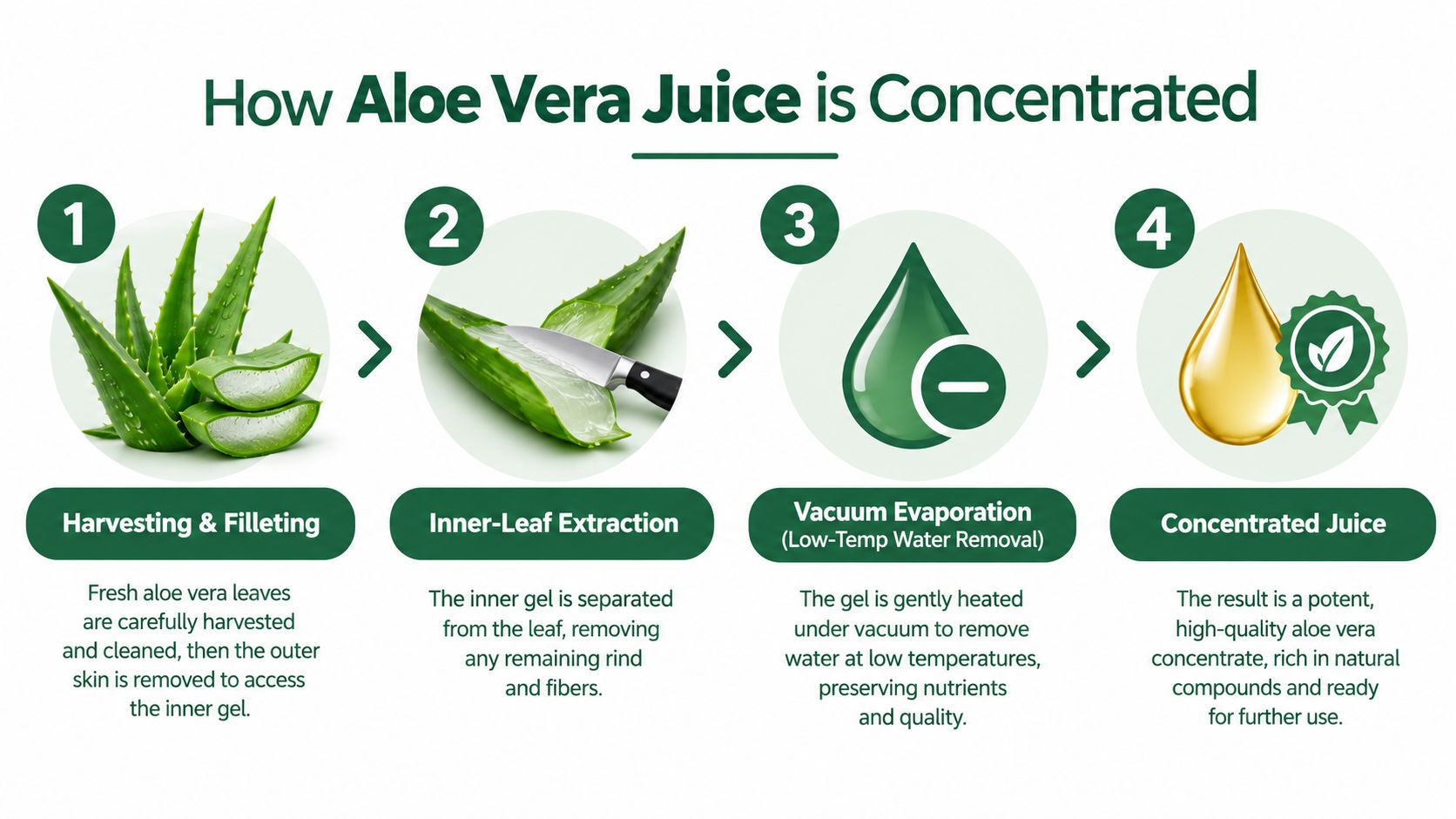 A four-step infographic illustrating the professional process of concentrating aloe vera juice from leaf to extract.