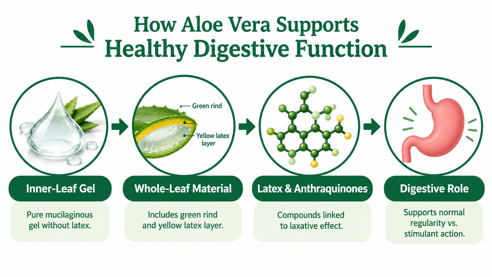 An infographic illustrating how aloe vera components, including leaf gel and latex, support digestive health and regularity.