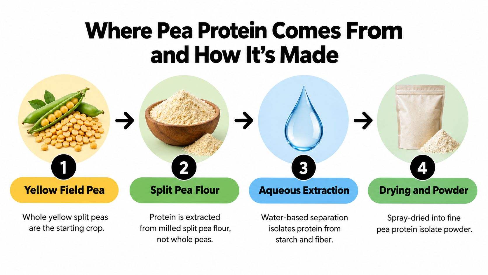 An infographic showing the four-step industrial process of producing pea protein from yellow field peas.