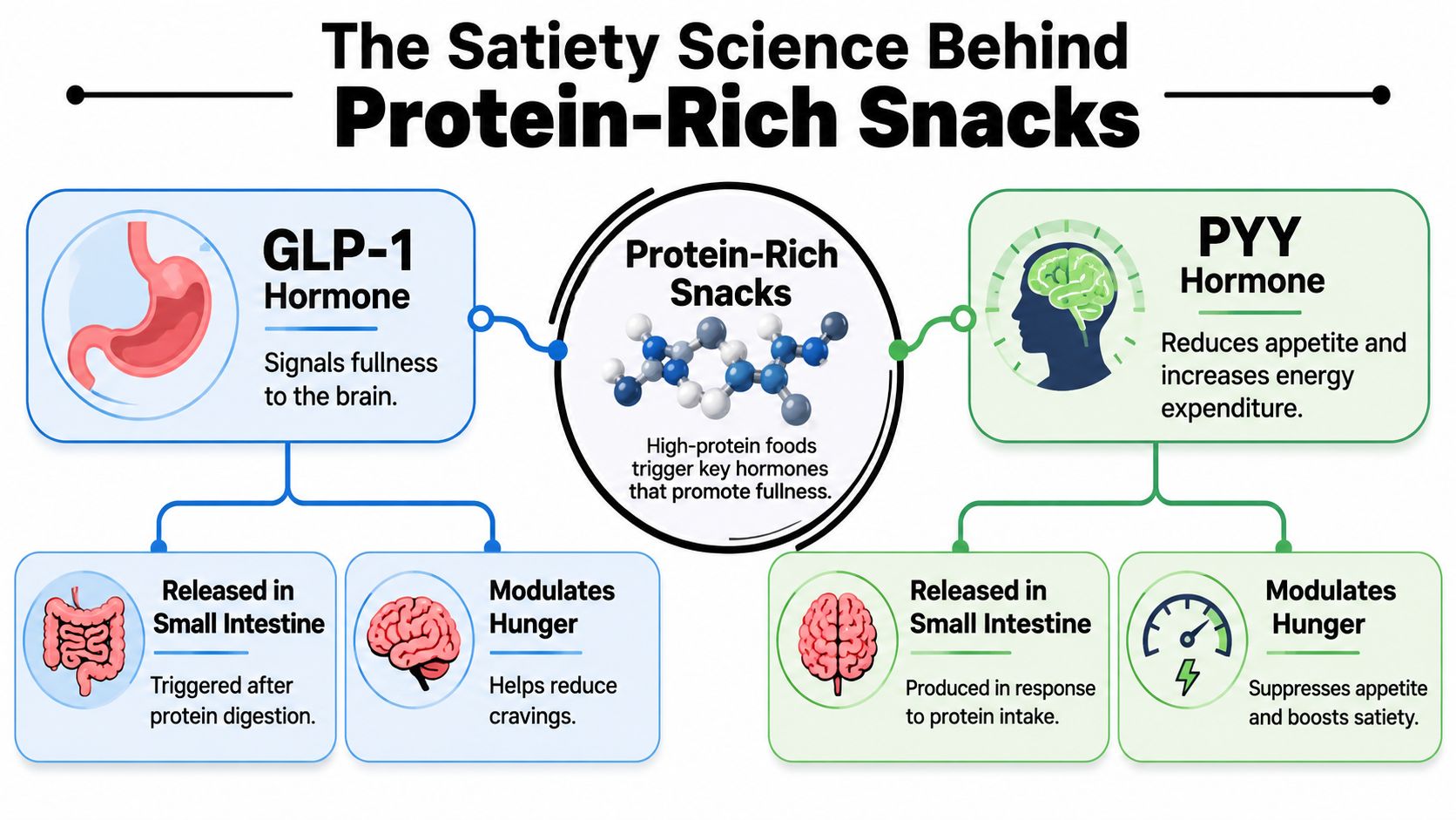 A diagram explaining how protein-rich snacks influence satiety hormones GLP-1 and PYY to reduce hunger.