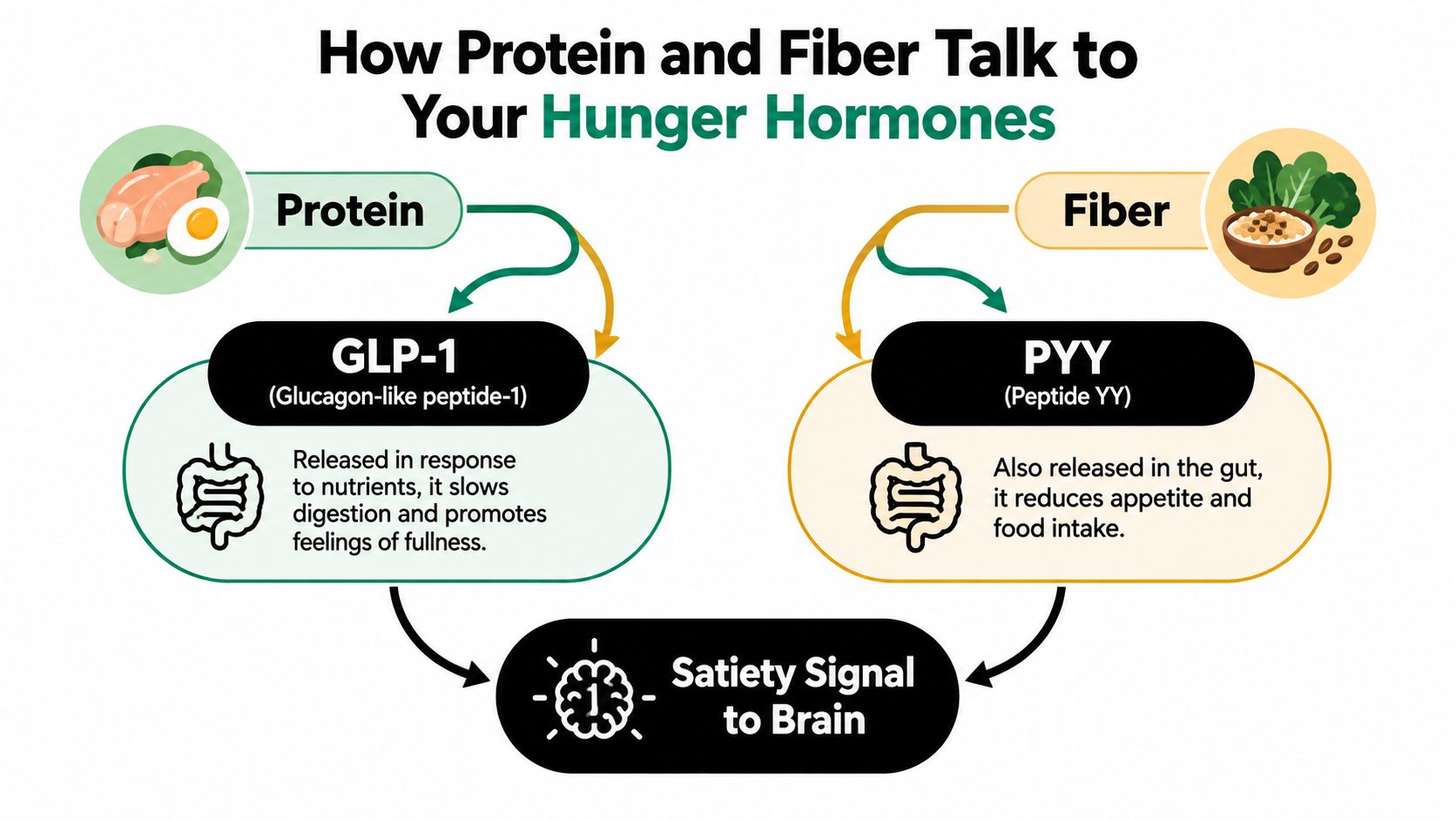 A diagram illustrating how dietary protein and fiber stimulate the hunger hormones GLP-1 and PYY to signal satiety.