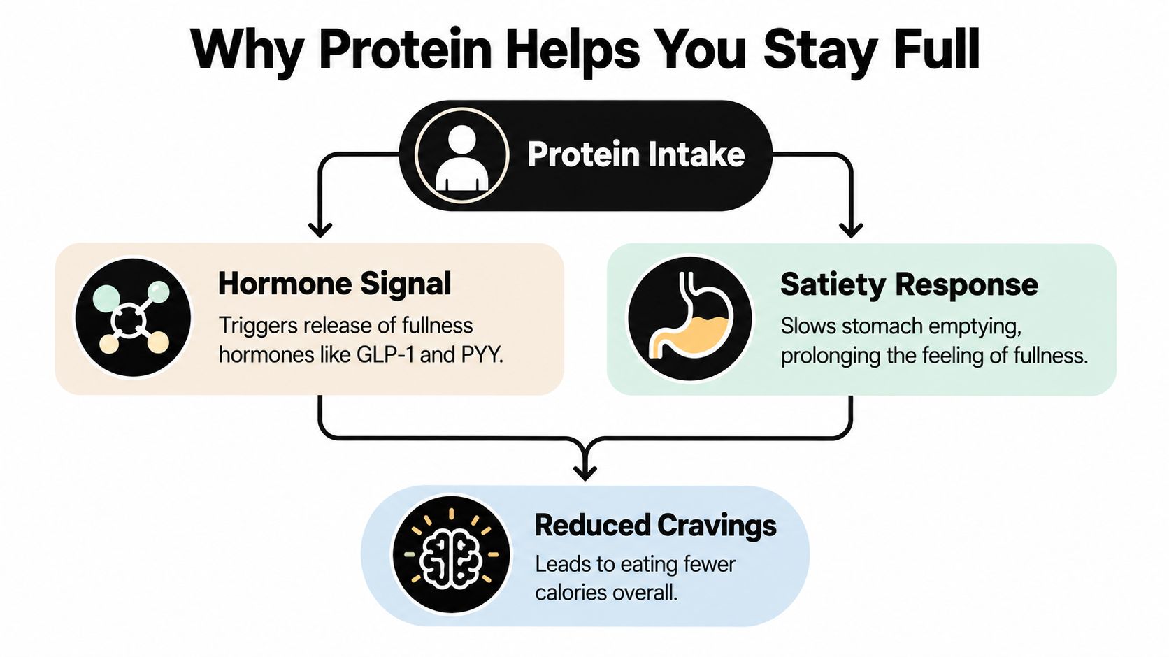 A flowchart explaining how protein intake triggers hormones and satiety to reduce overall calorie cravings.