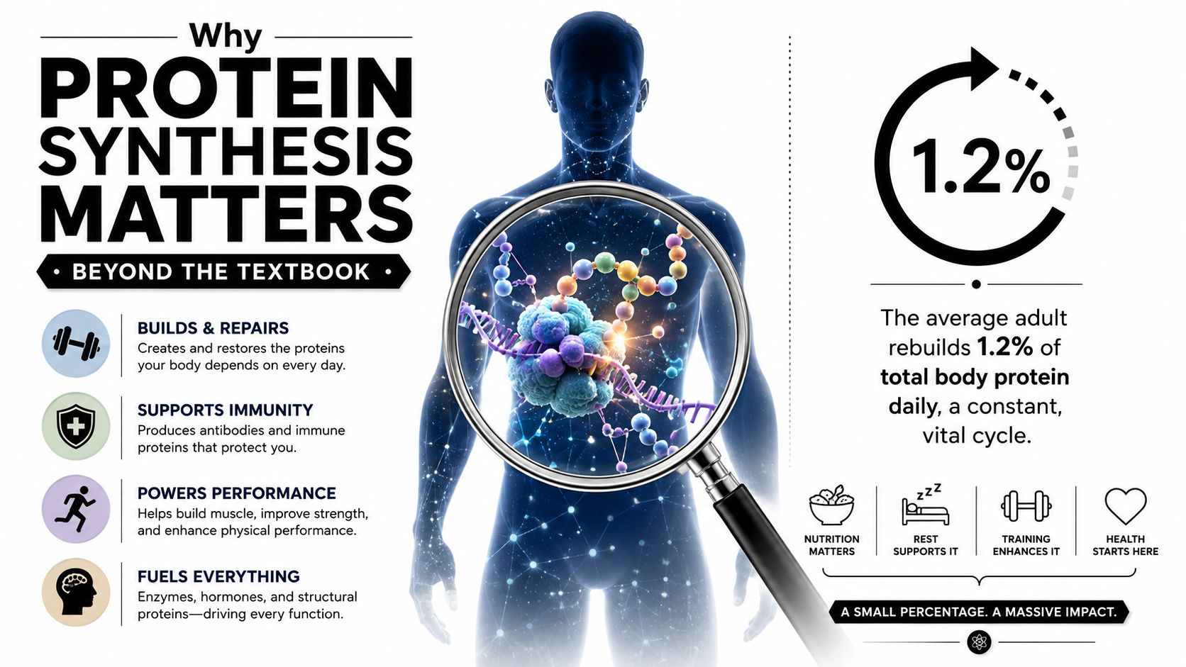 An infographic titled Why Protein Synthesis Matters, showing how the human body rebuilds protein for overall health.