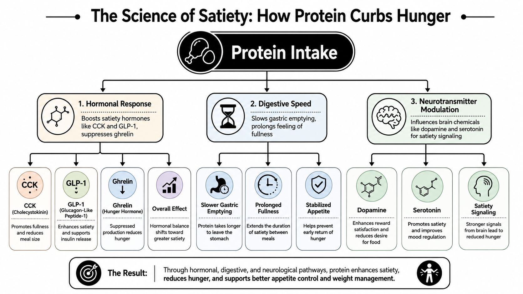 A flowchart infographic explaining how protein intake regulates appetite through hormonal, digestive, and neurological processes.