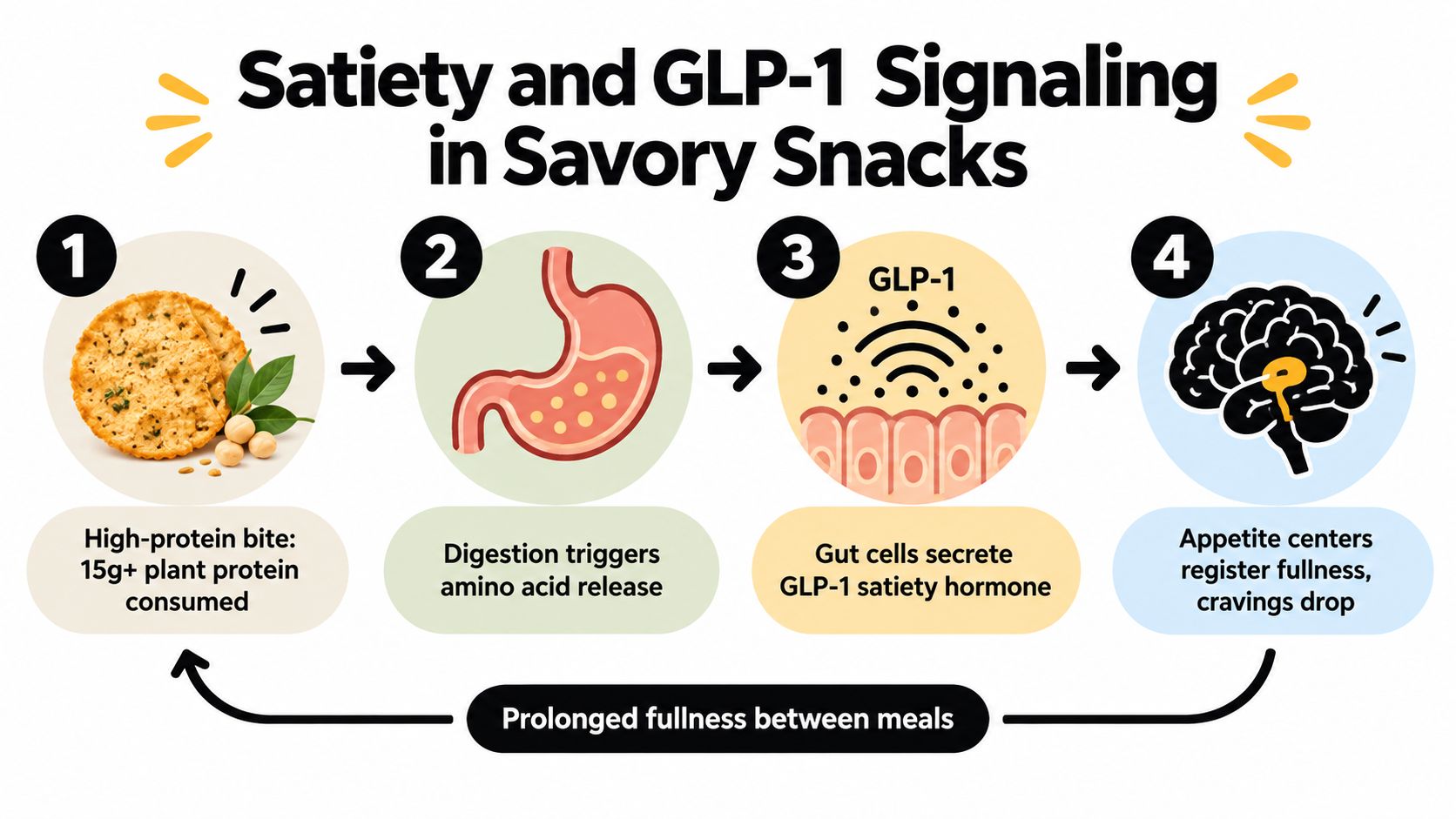 A four-step infographic showing how high-protein plant snacks trigger GLP-1 hormone release to promote feelings of fullness.