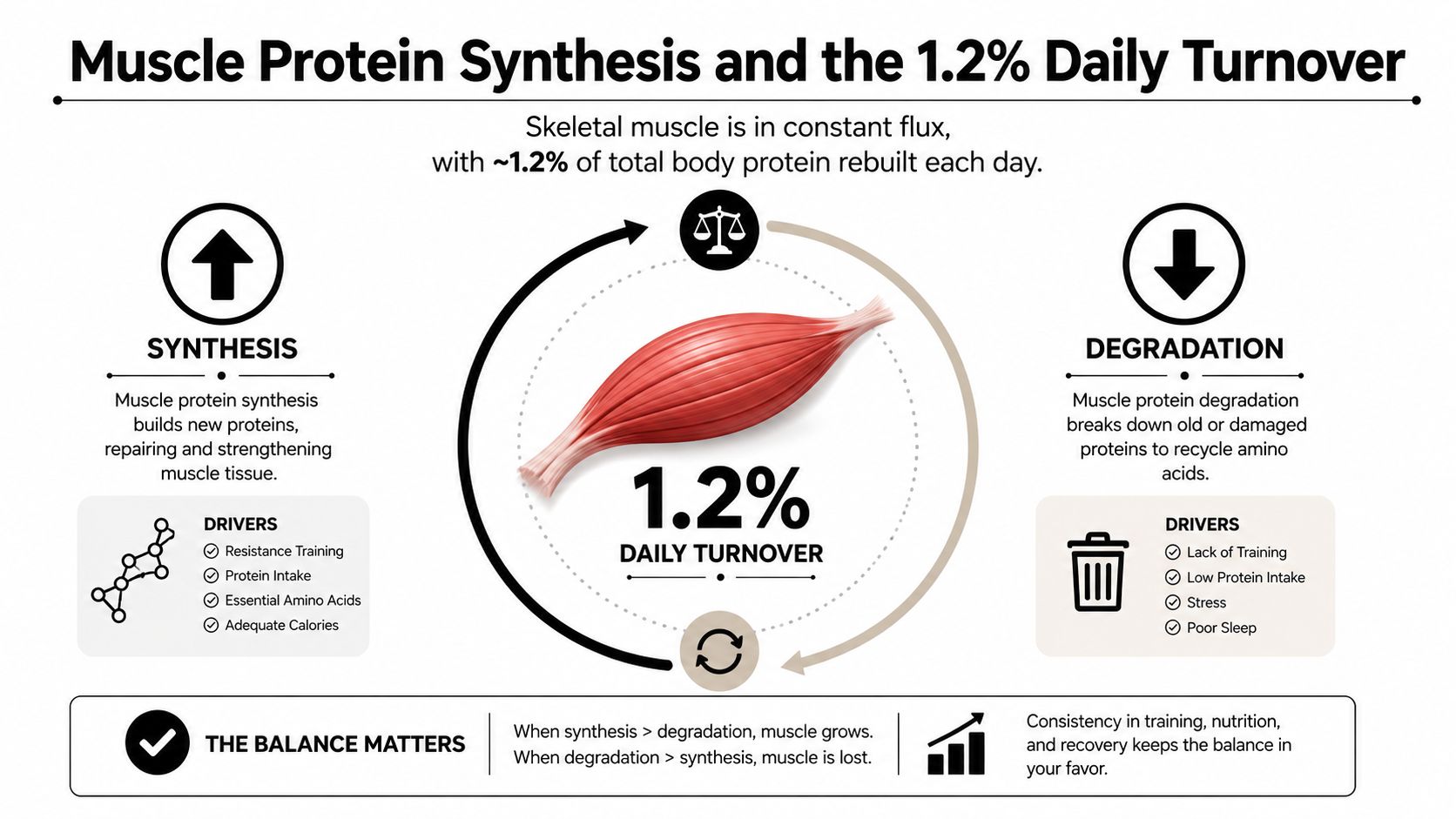 An infographic illustrating muscle protein synthesis and degradation as part of the daily 1.2% turnover cycle.