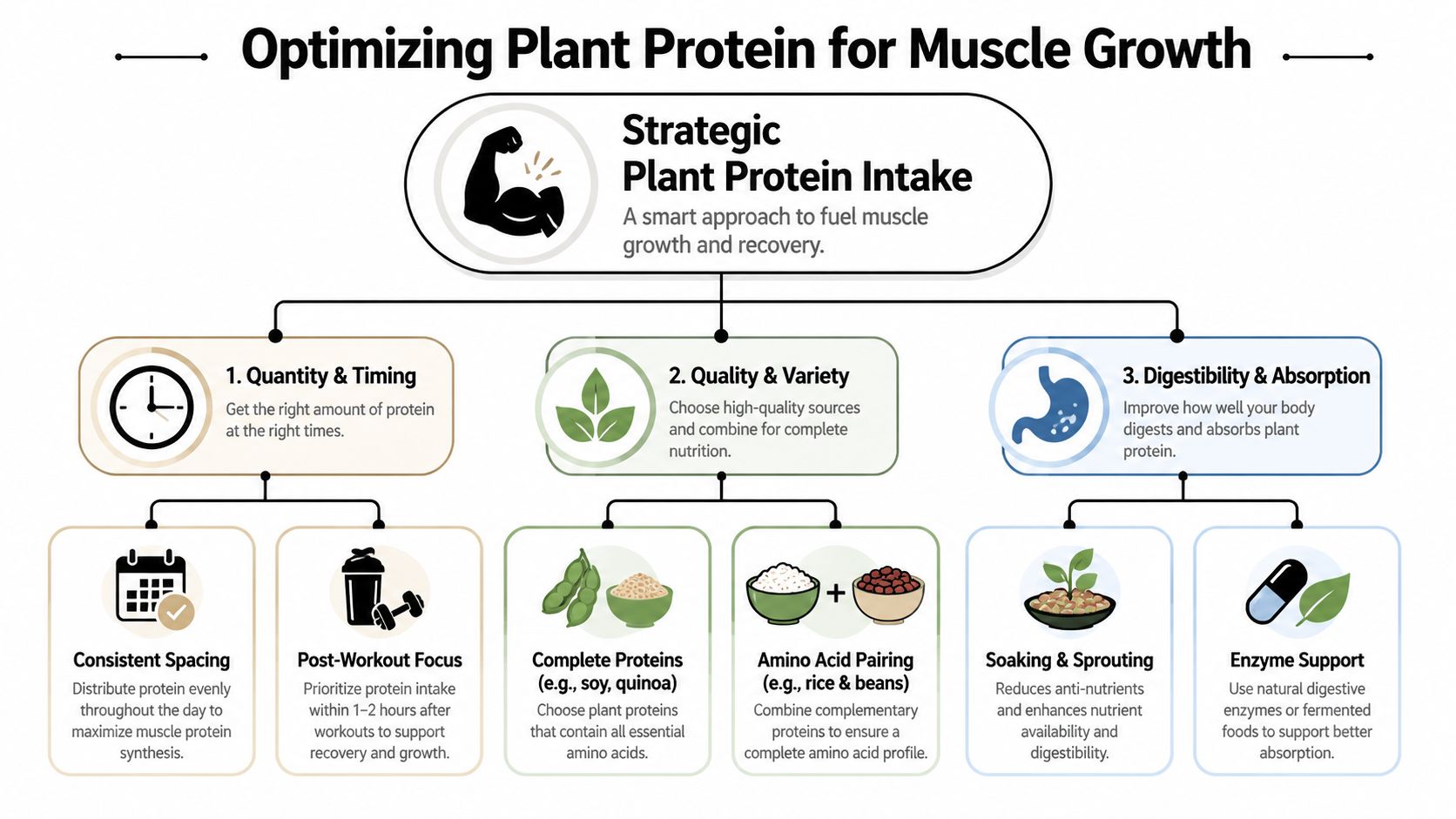 An infographic titled Optimizing Plant Protein for Muscle Growth, detailing strategies for protein intake and digestion.
