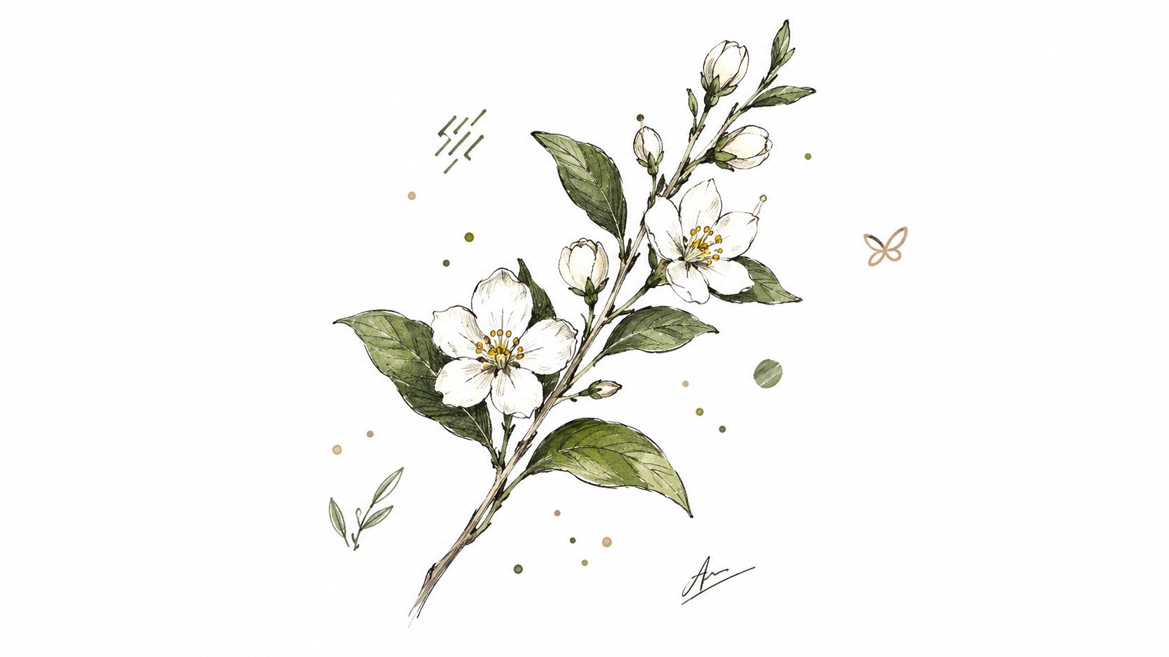 A delicate botanical illustration of a flowering jasmine branch with white blossoms, green leaves, and buds.