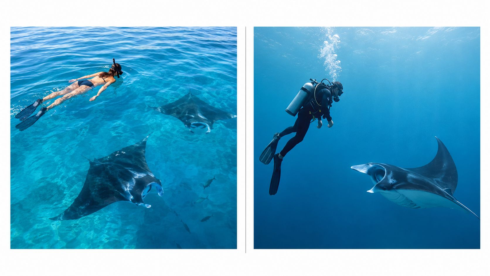 A split image showing a snorkeler and a scuba diver swimming alongside graceful manta rays underwater.