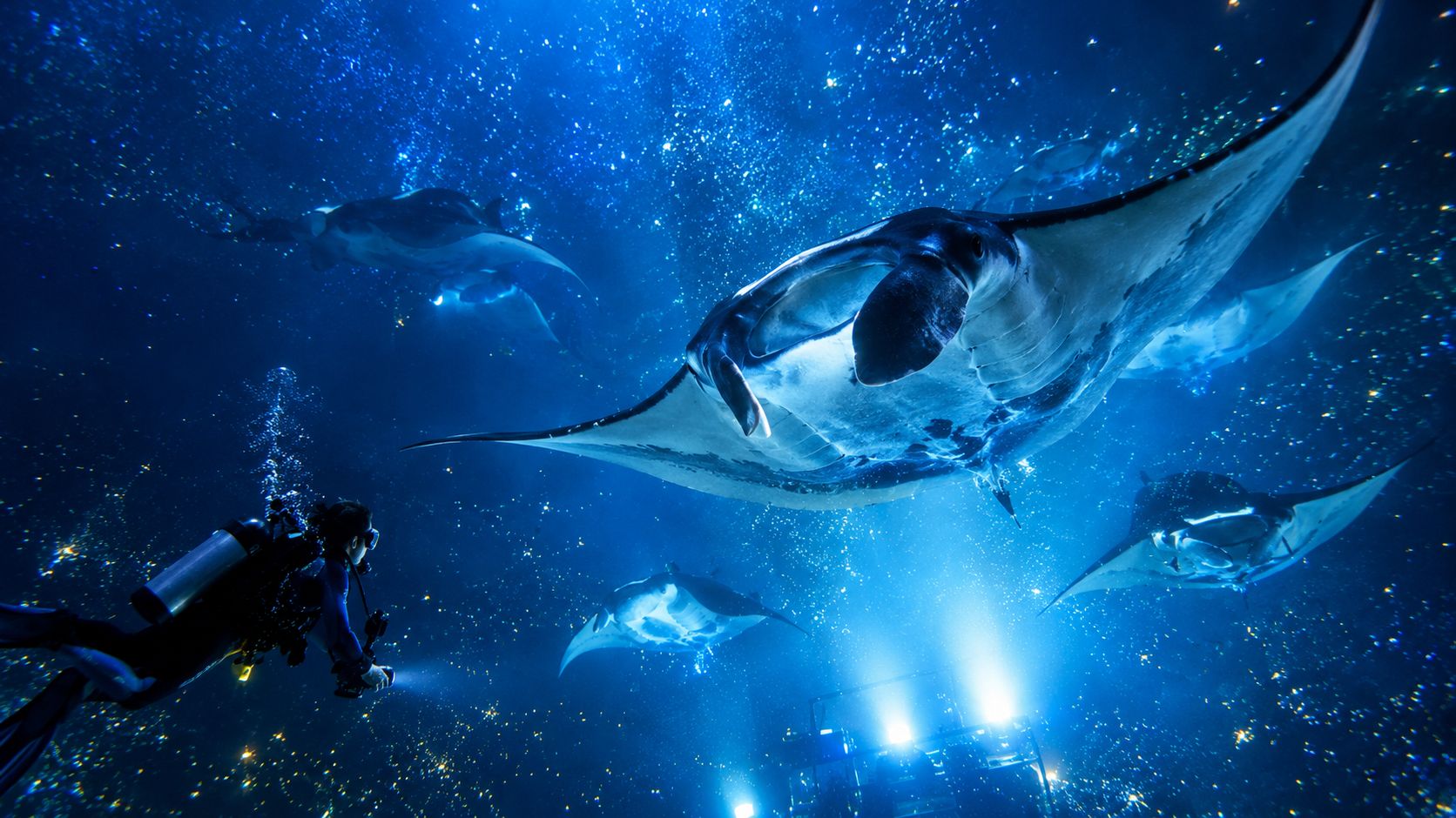 A scuba diver explores the deep blue ocean with multiple giant manta rays swimming nearby in Kona.