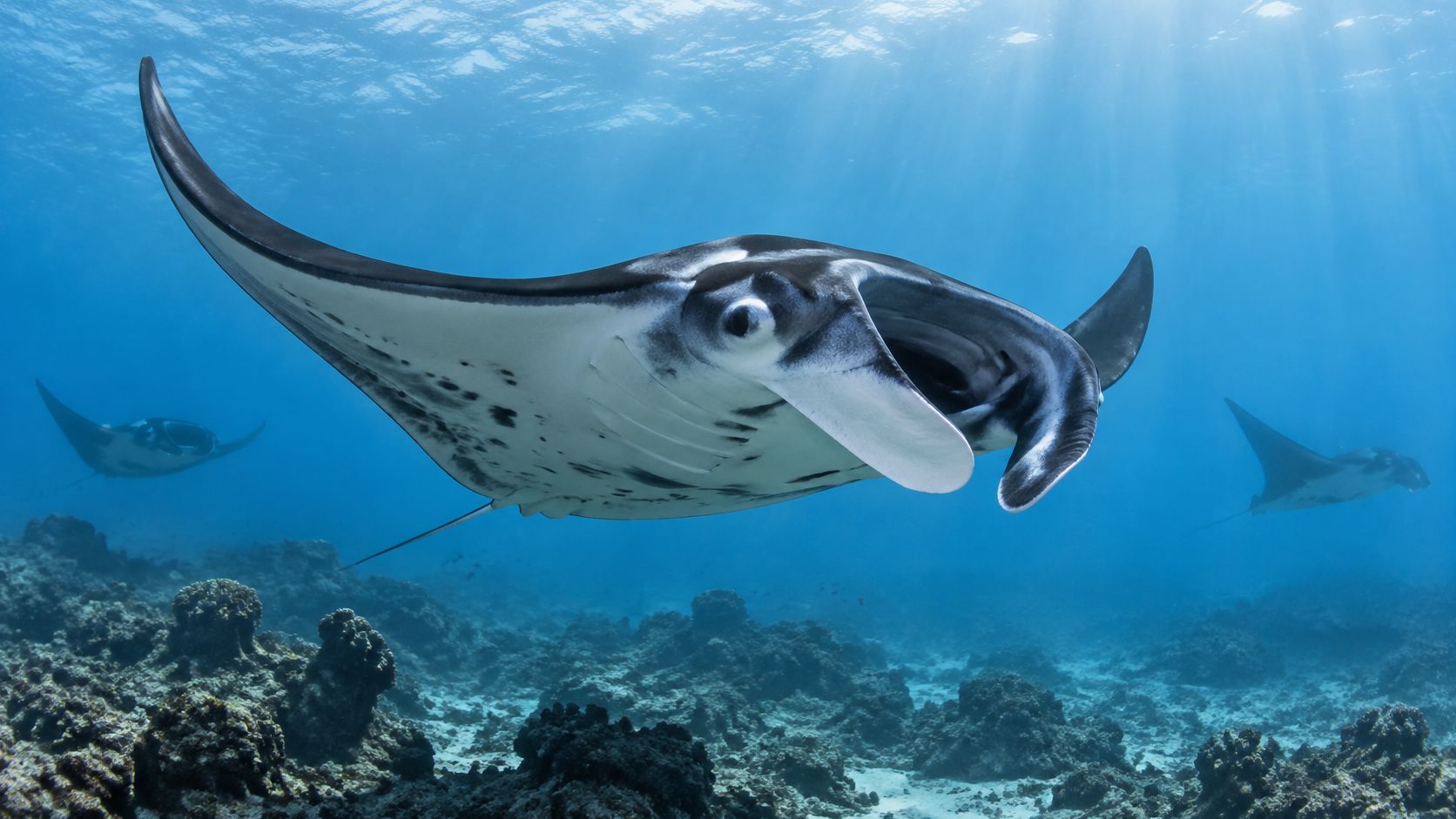 A majestic manta ray swimming gracefully over a vibrant coral reef in clear blue ocean water.