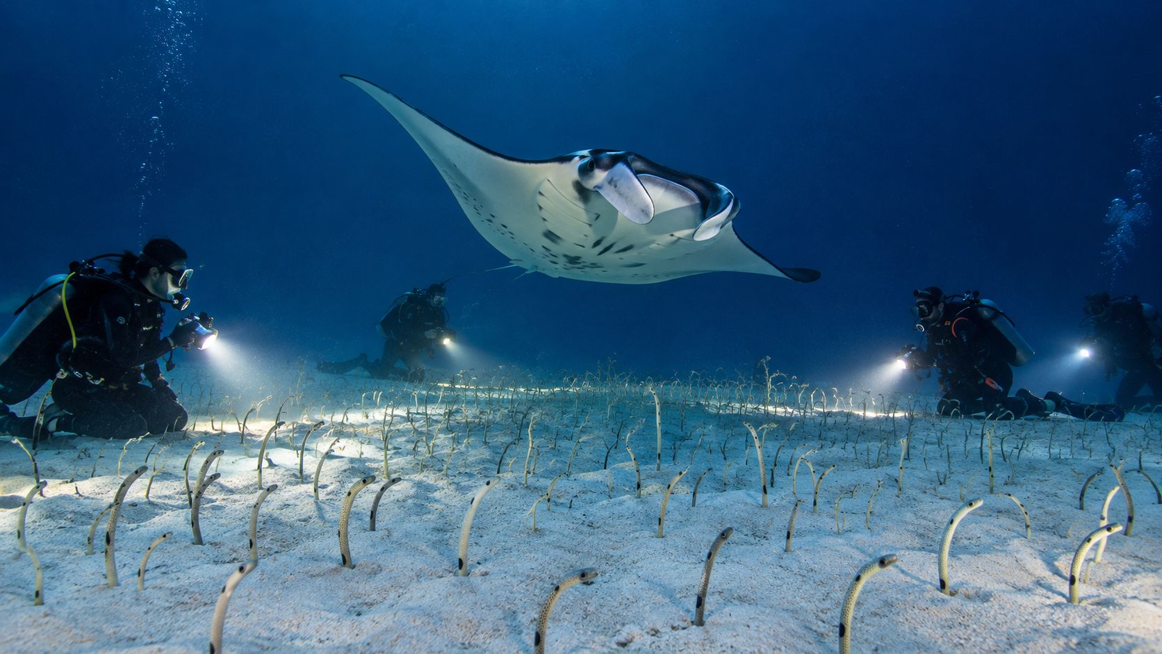 Scuba divers use underwater torches to observe garden eels on the sandy ocean floor near a manta ray.