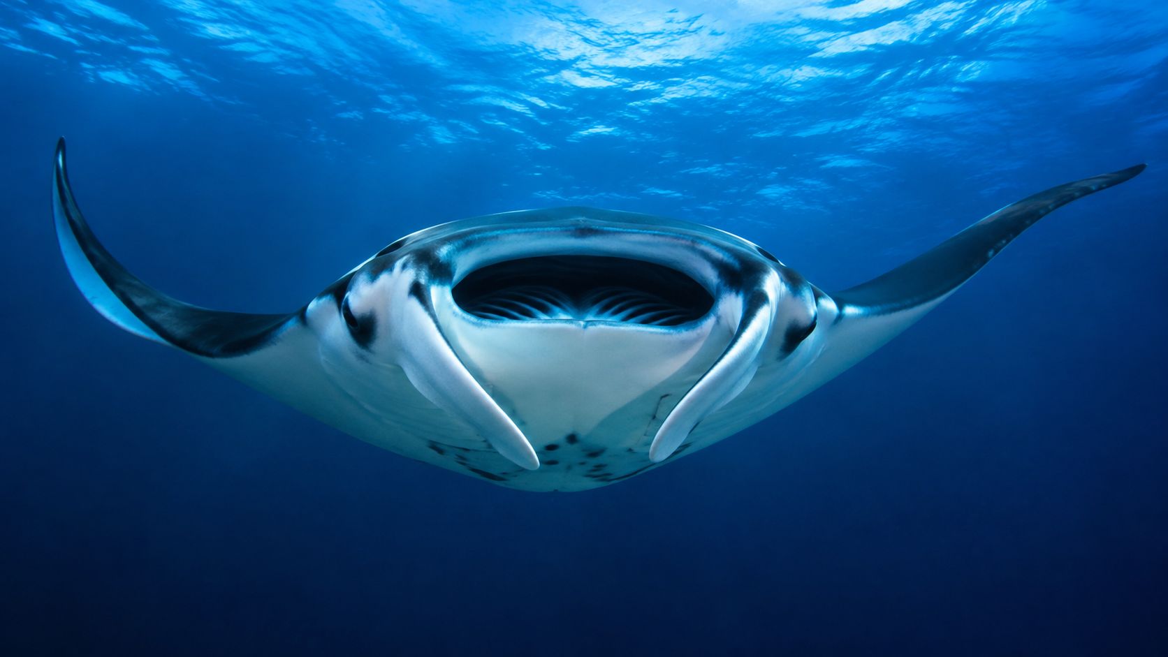 A majestic manta ray swimming gracefully through deep blue ocean waters with its mouth wide open.