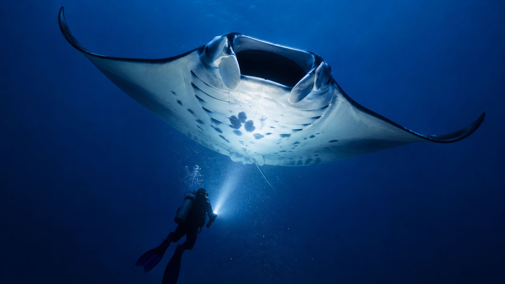 A scuba diver explores the deep blue ocean while shining a flashlight at a giant manta ray.