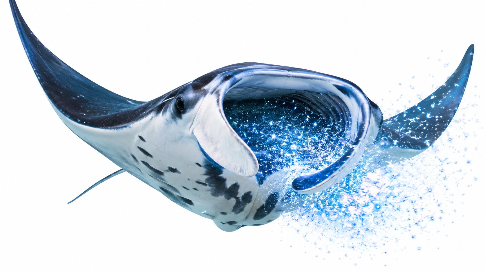 A majestic manta ray swimming with a magical cosmic galaxy inside its wide open mouth against white.