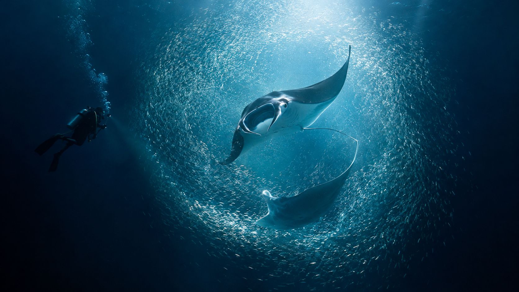 A scuba diver observes two majestic manta rays swimming in a circular motion among a school of fish.