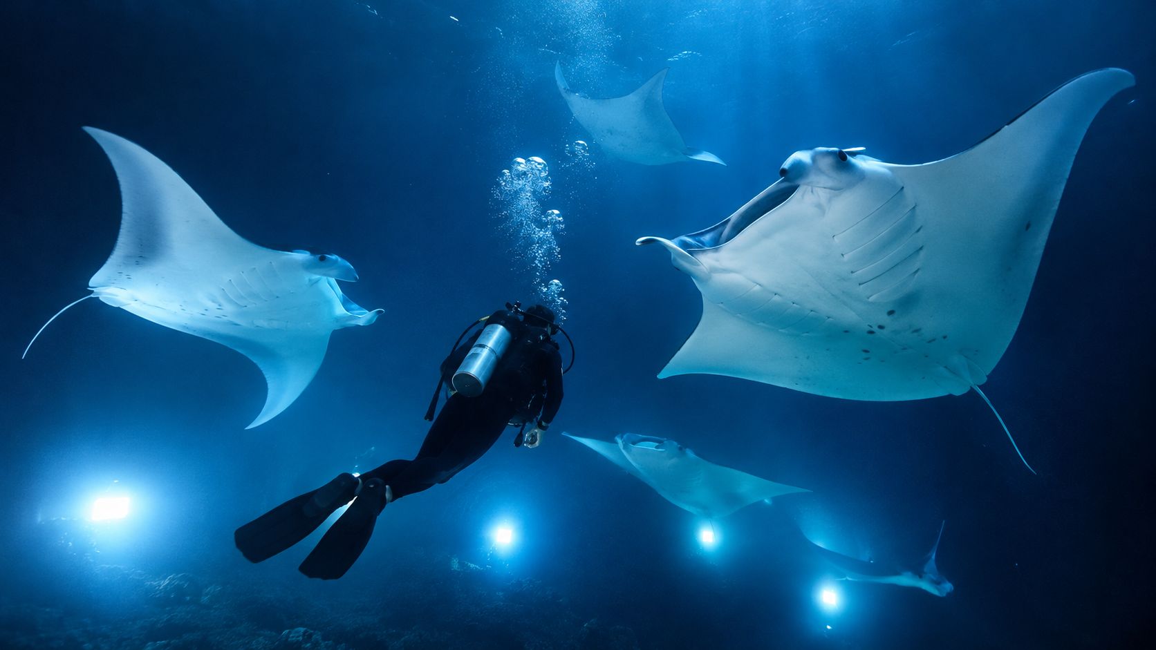 A scuba diver explores the deep ocean at night surrounded by graceful manta rays in Hawaii.