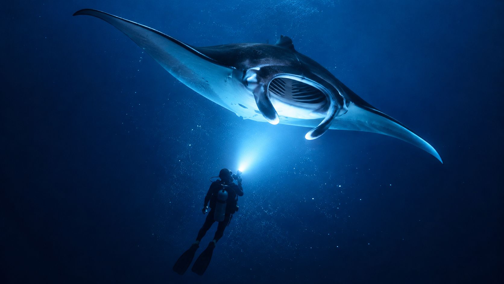 A scuba diver explores deep ocean waters at night while shining a light on a majestic manta ray
