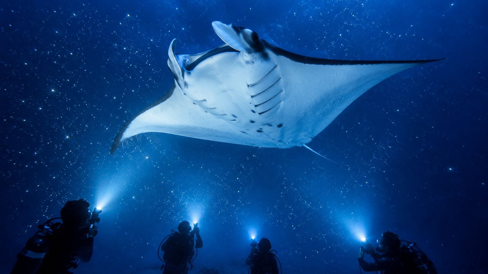 Scuba divers use underwater flashlights to illuminate a giant manta ray swimming in deep blue water.