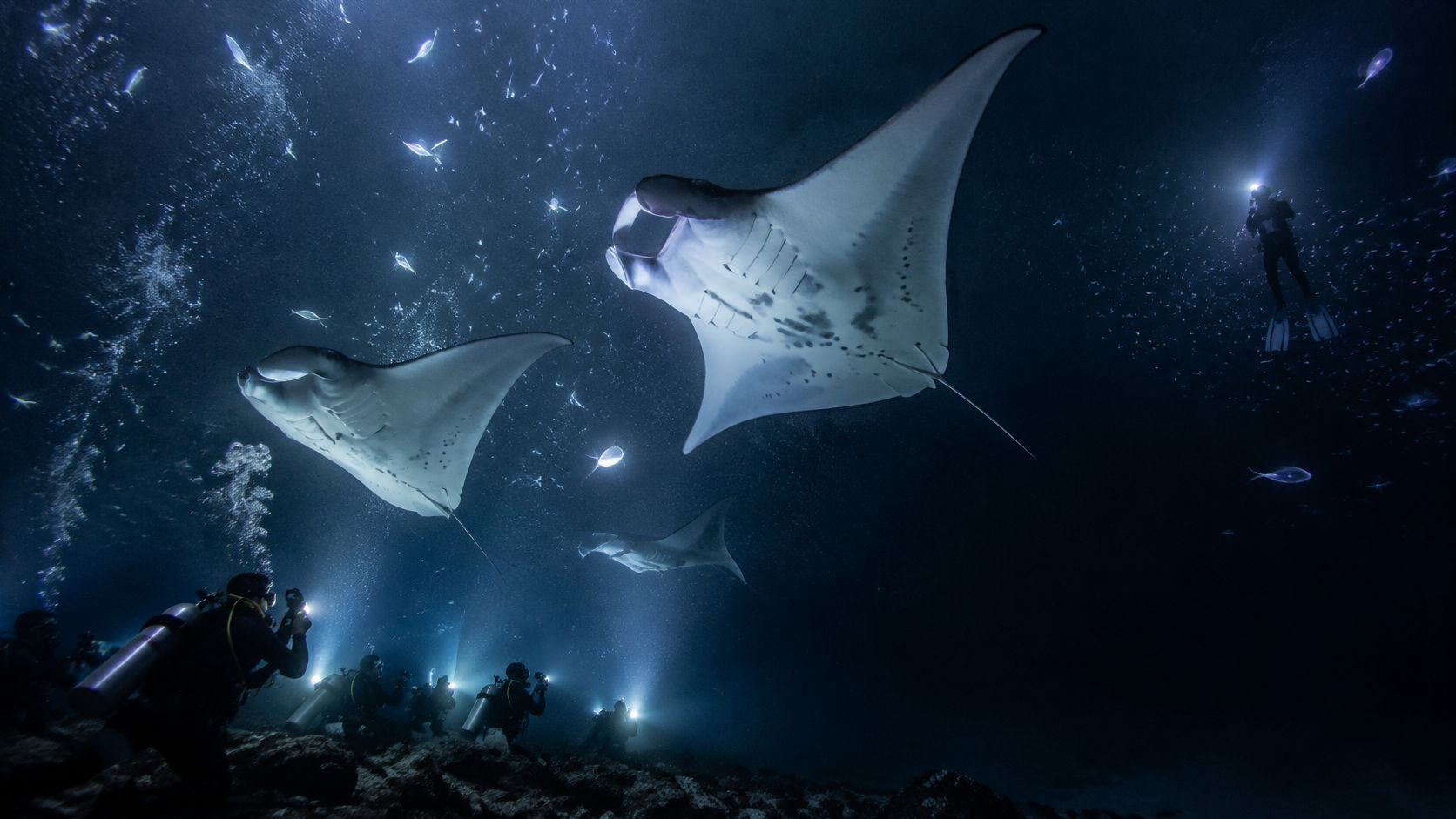 Scuba divers use underwater lights to observe manta rays swimming in the dark ocean at night.