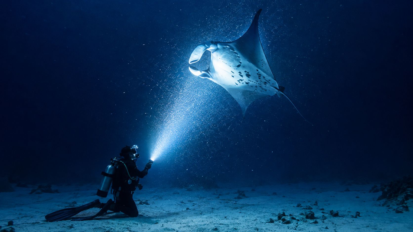 A scuba diver kneeling on the sandy ocean floor uses a bright flashlight to illuminate a manta ray.