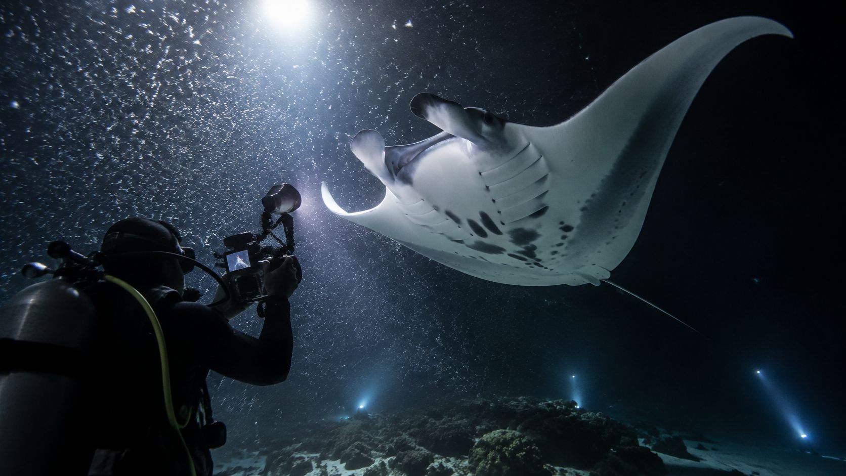 A scuba diver photographing a majestic manta ray underwater during a night dive in the dark ocean.