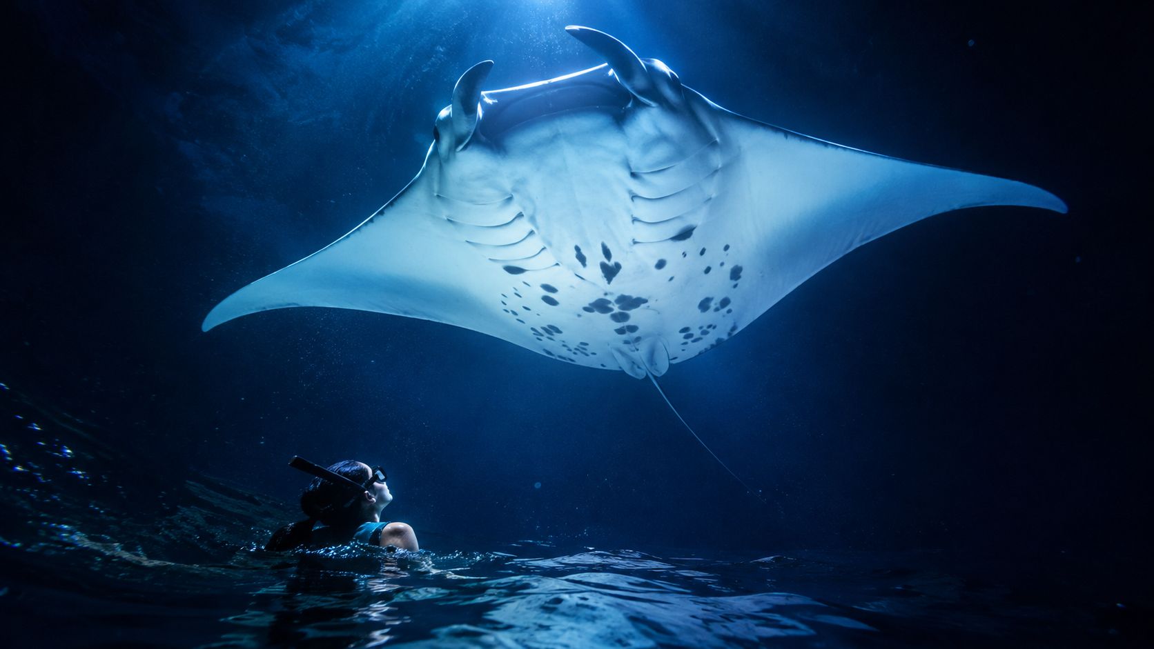 A snorkeler looks up in awe at a giant manta ray swimming gracefully through the dark ocean