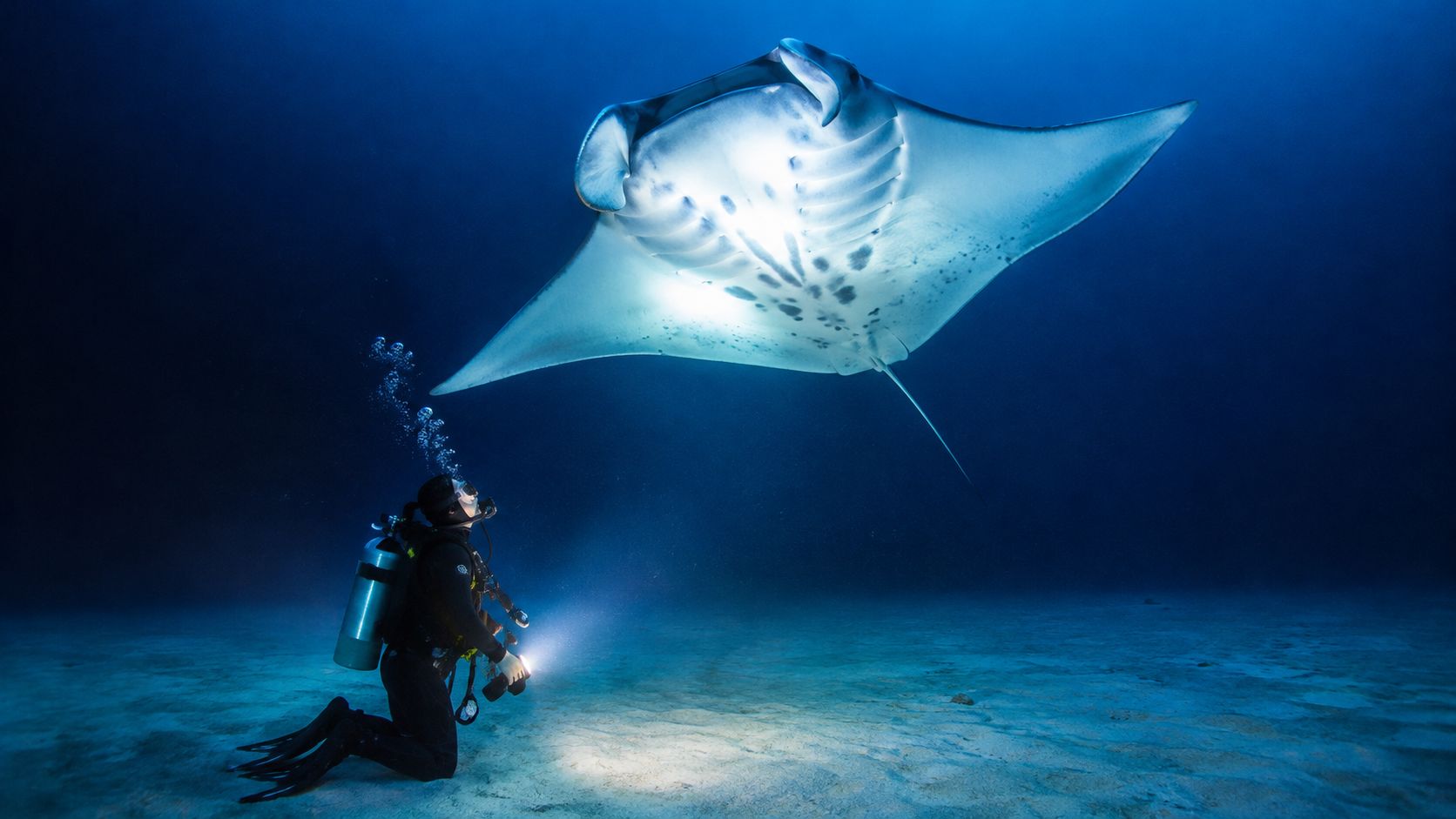 A scuba diver kneeling on the sandy ocean floor observes a large manta ray swimming above