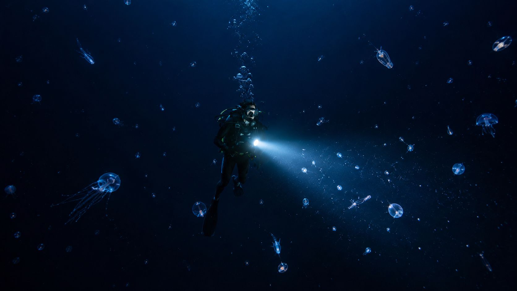 A scuba diver explores the dark ocean depths, illuminated by a flashlight surrounded by many glowing jellyfish.